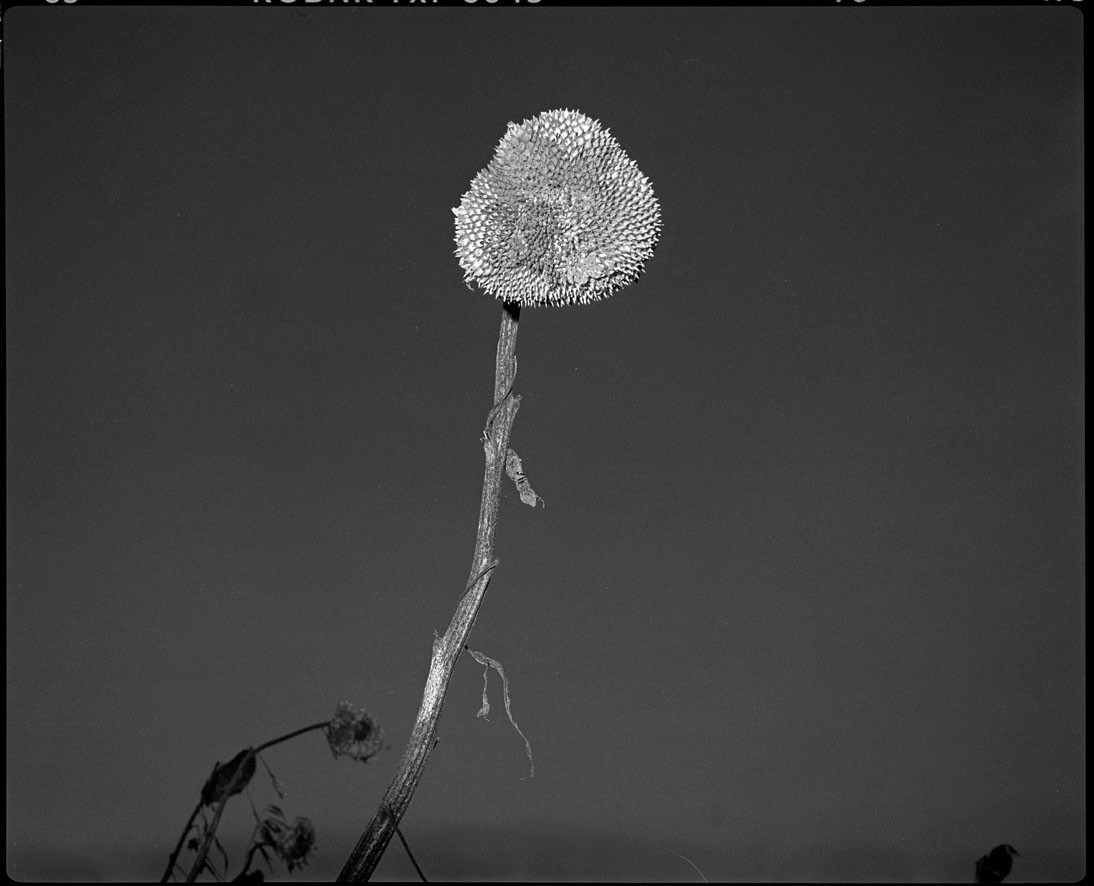 "... nenne sie Lieder ...", Haseldorfer Marsch 1992