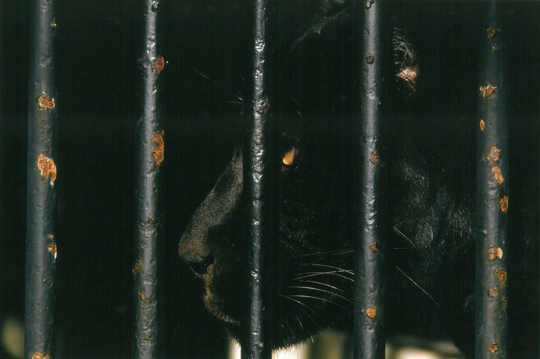 o.T., Jardin des Plantes Paris, Oktober 1987