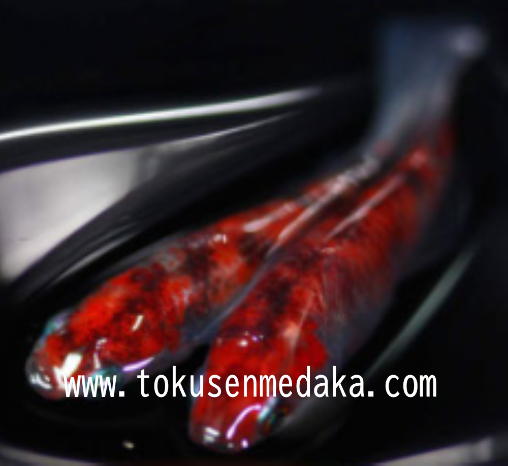特選めだかオリジナル品種最高級“真朱” - tokusenmedaka 特選 特選めだかオリジナル品種最高級“真朱” - tokusenmedaka 特選
