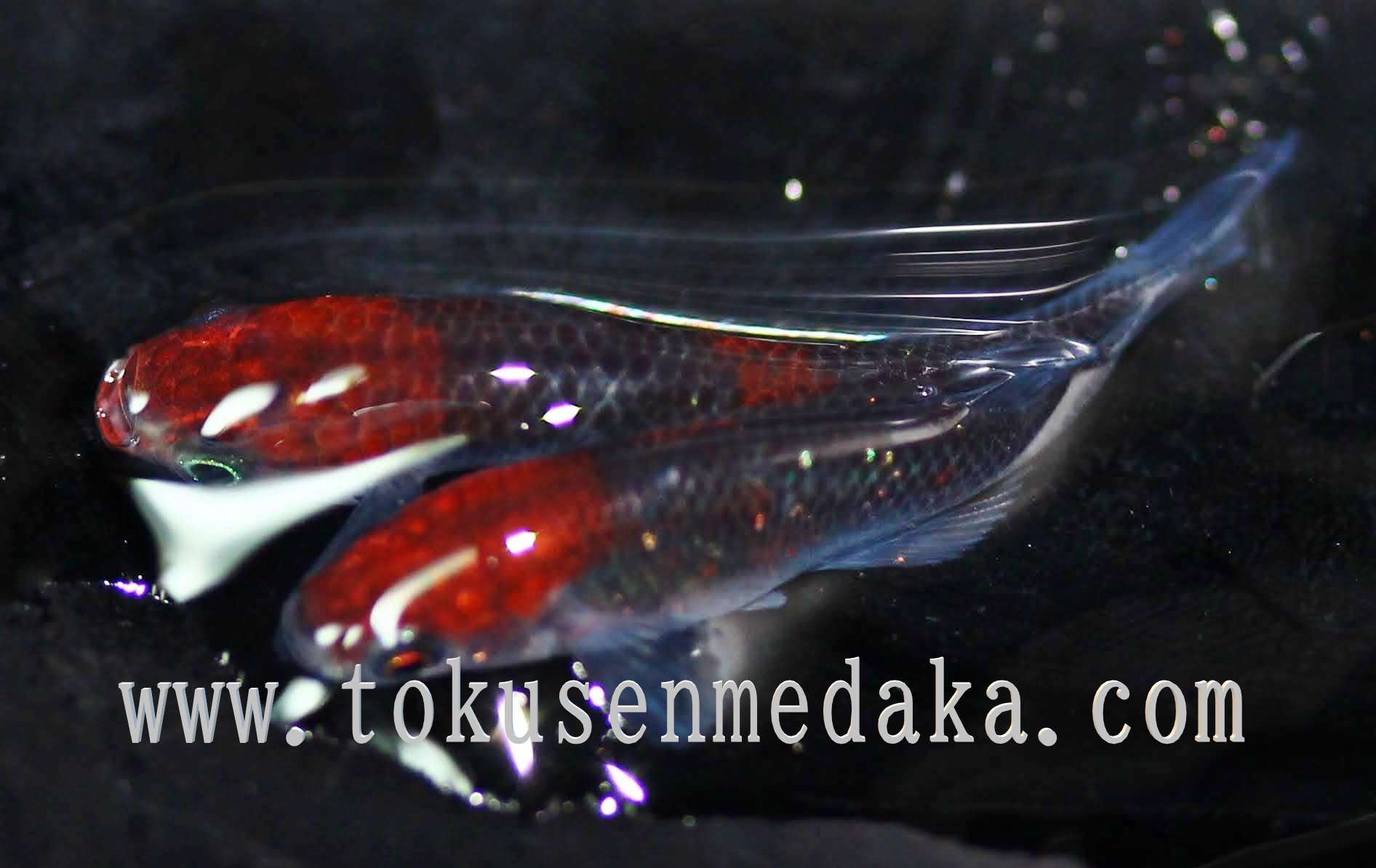 ブログ Tokusenmedaka 特選めだか メダカ 成魚 卵など通販 三色錦 紅白 ラメ ブログ Tokusenmedaka 特選めだか メダカ 成魚 卵など通販 三色錦 紅白 ラメ