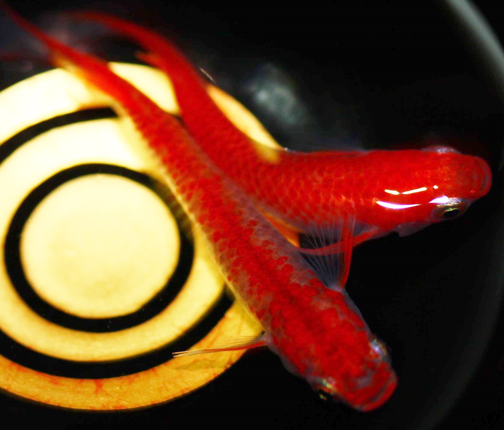 赤めだか JapaneseClass.jp