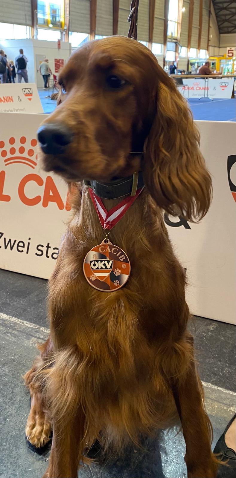 Nina IHA Klagenfurt 26.07.2025 V1, CACA und damit nationaler Champion, BOS und Crufts Qualification