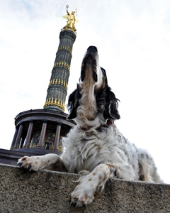 Hauptstadthunde, Preise