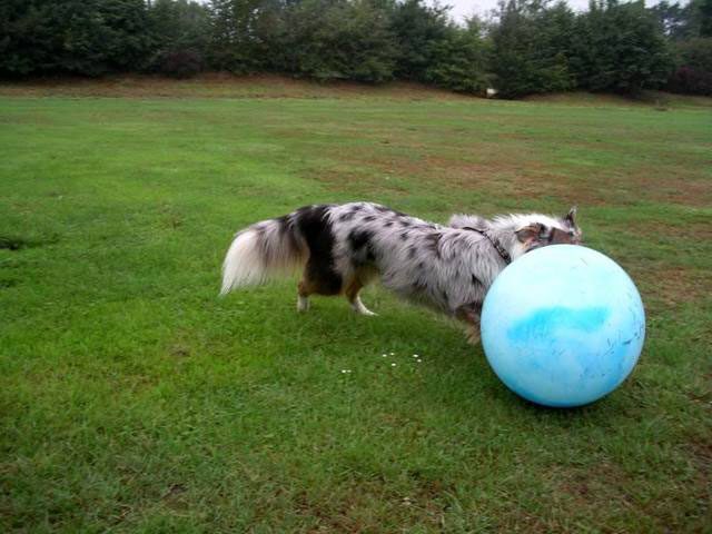 Treibball mit dem Aussie