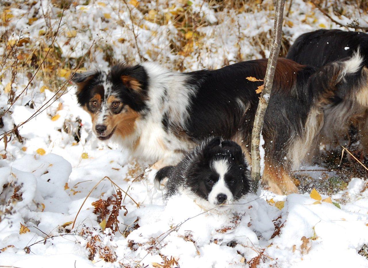 Australian Shepherds Black und Merle