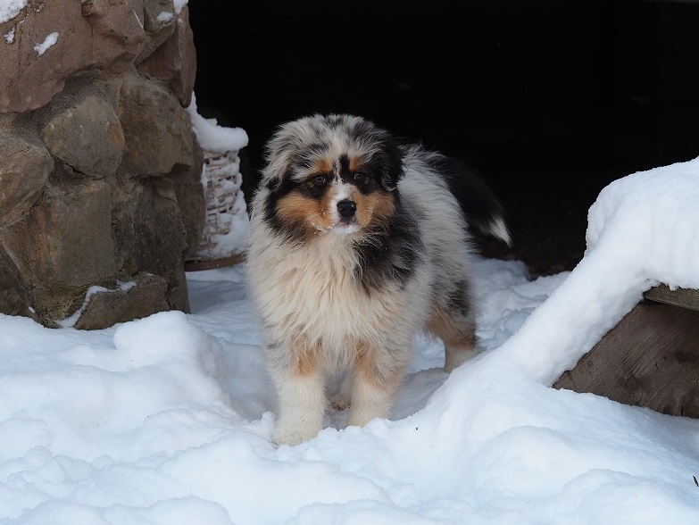 Standard Australian Shepherd Welpe 