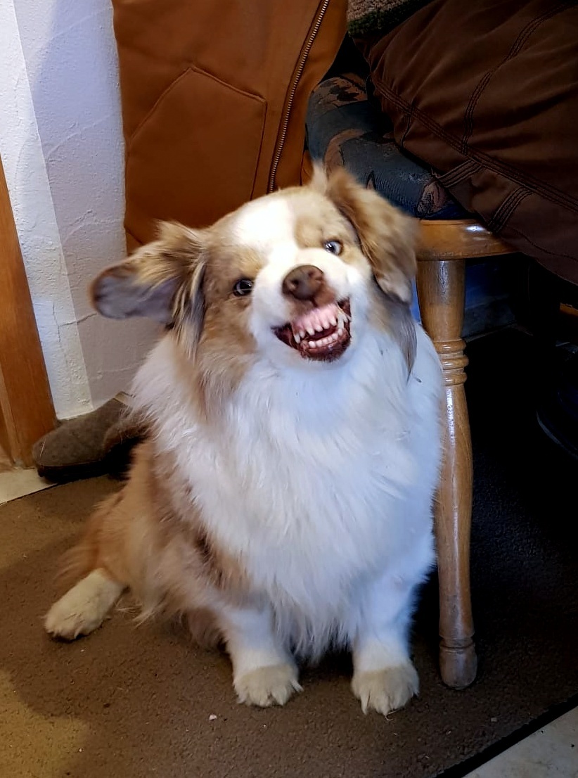 Warum Aussies Lachen