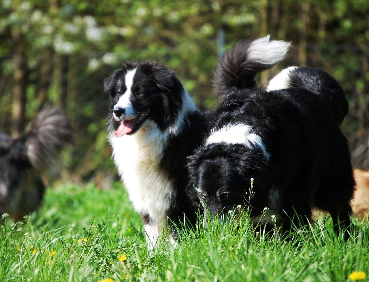 Aussie Hündin Emmely mit Mama Yuma 