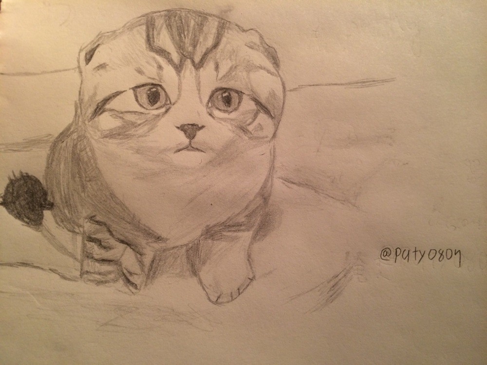 にゃんこ(｡-∀-｡)