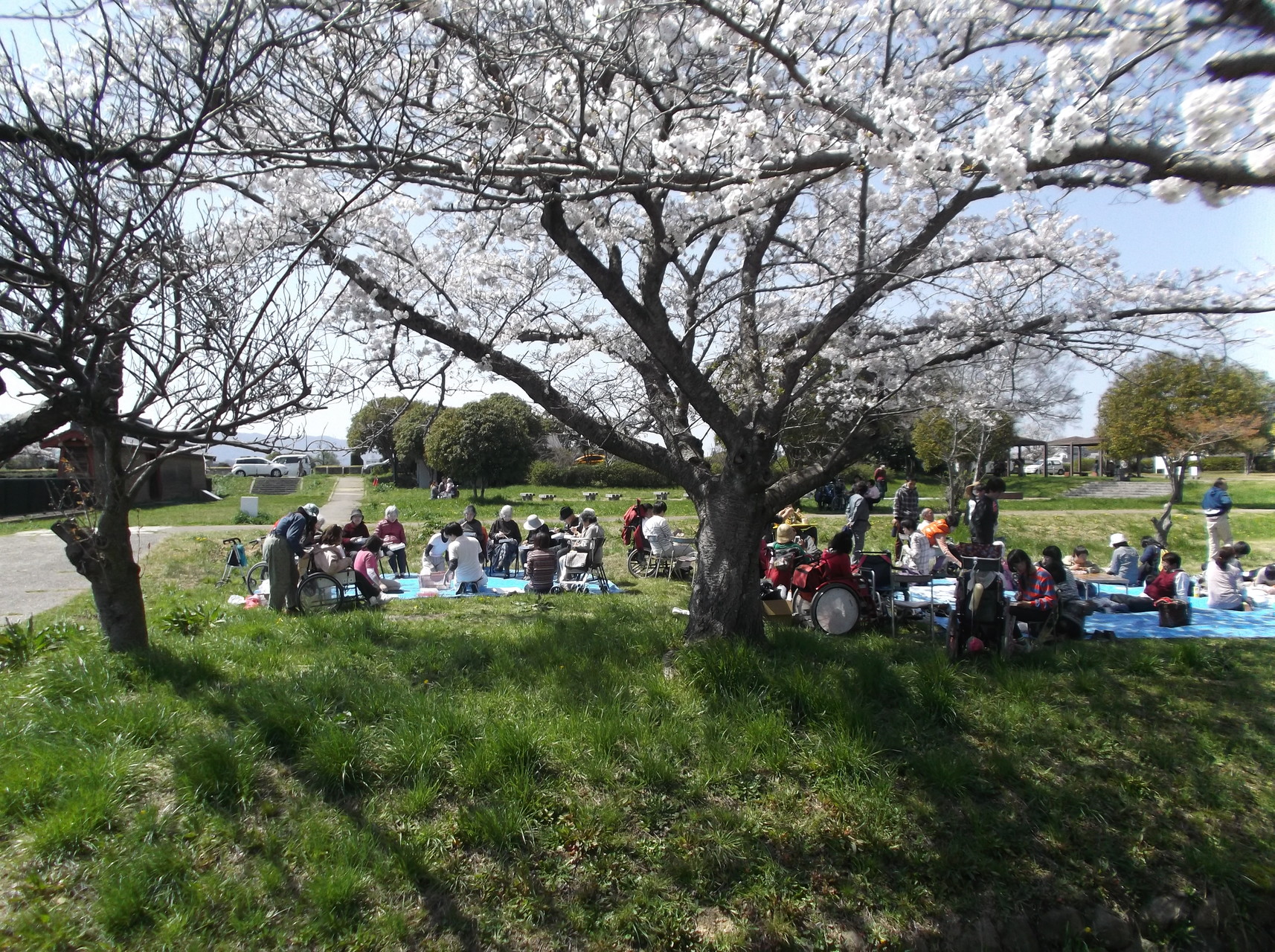 お花見桜の下