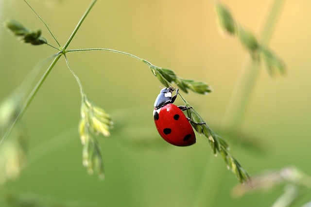 22. dumengia ordinaria (C) – emprema lecziun