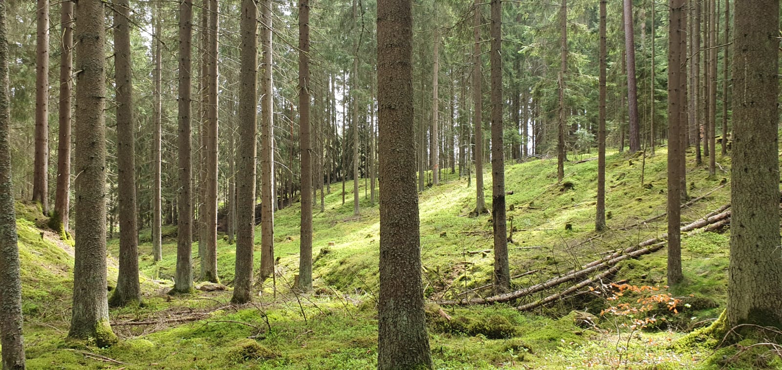 Frühlingswanderung am 19.04.2026 - aufgrund Gewitterrisiko leider abgesagt -