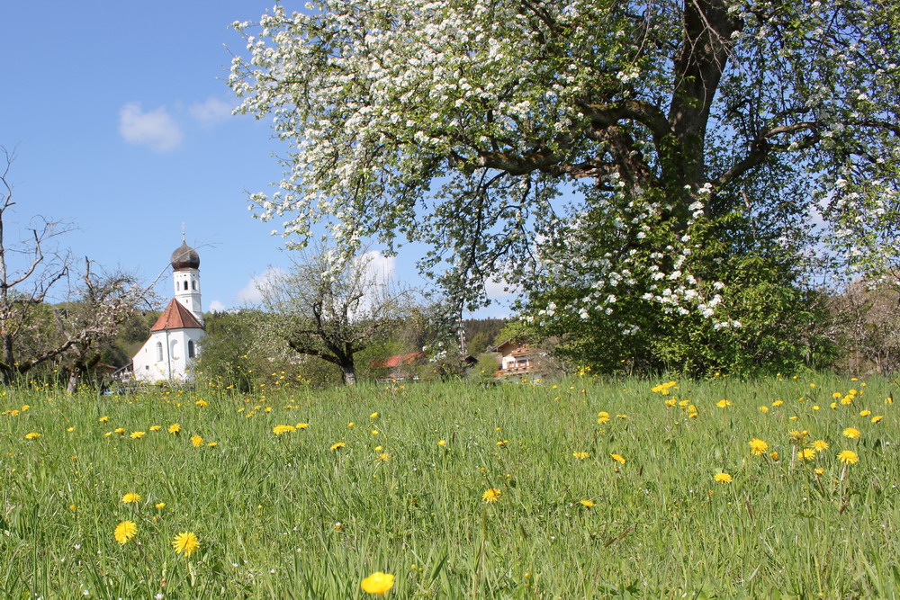 Apfelblüte im Goldenen Tal