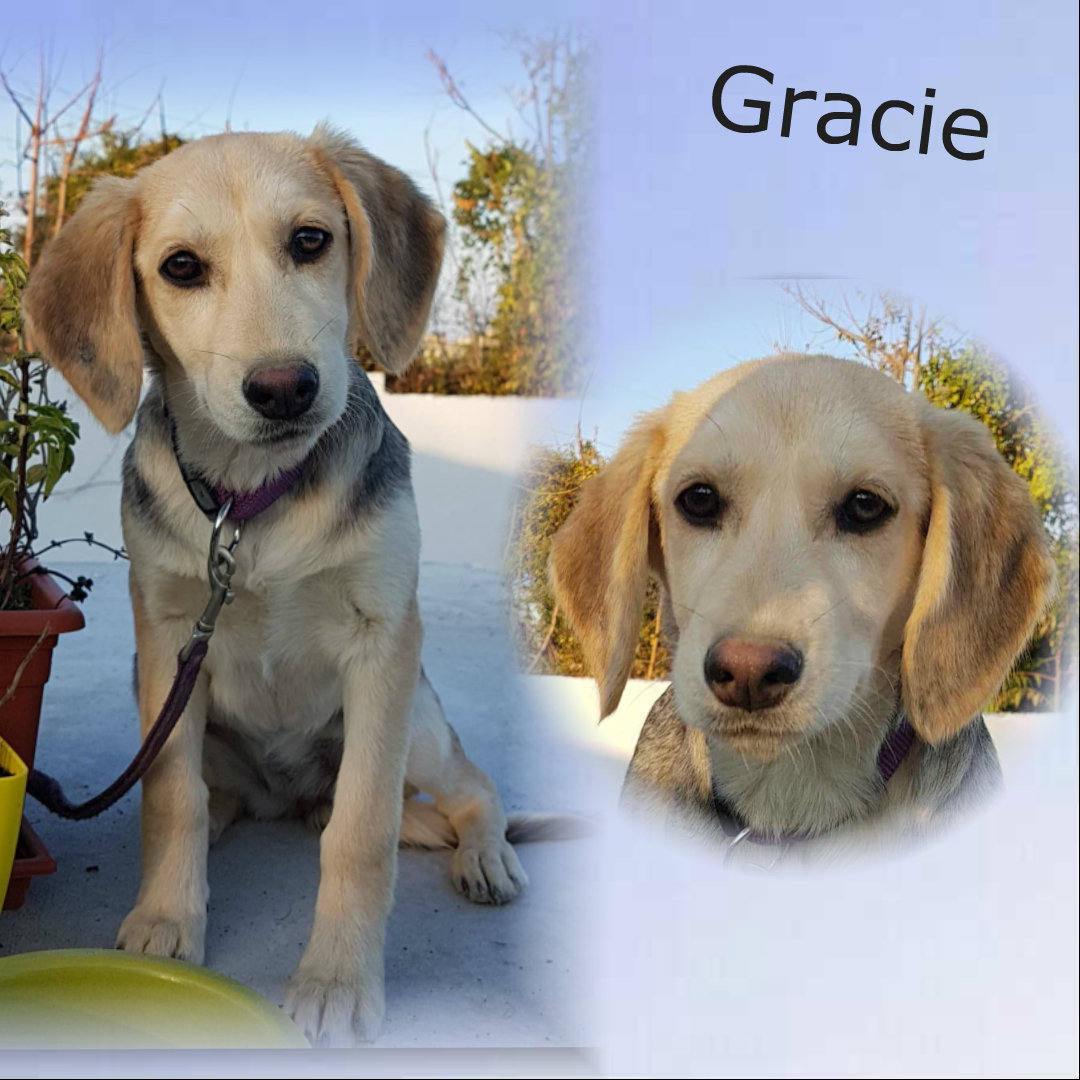 Gracie