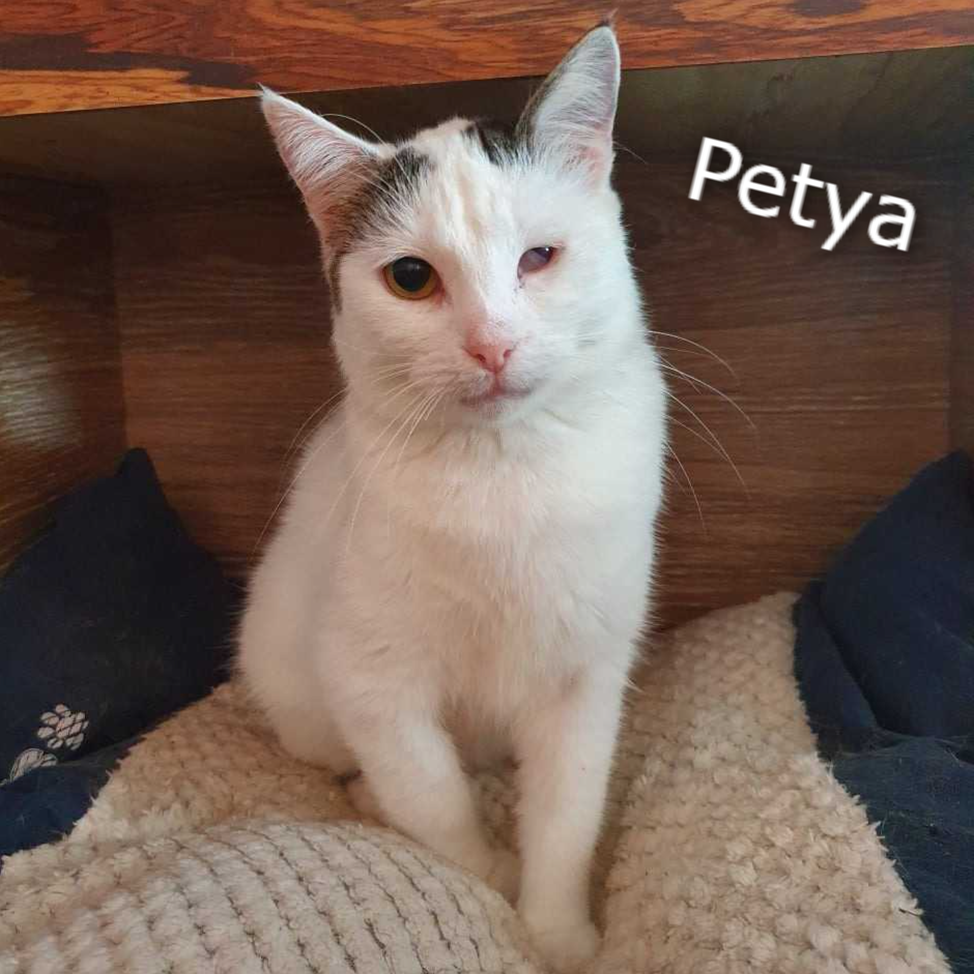 Petya