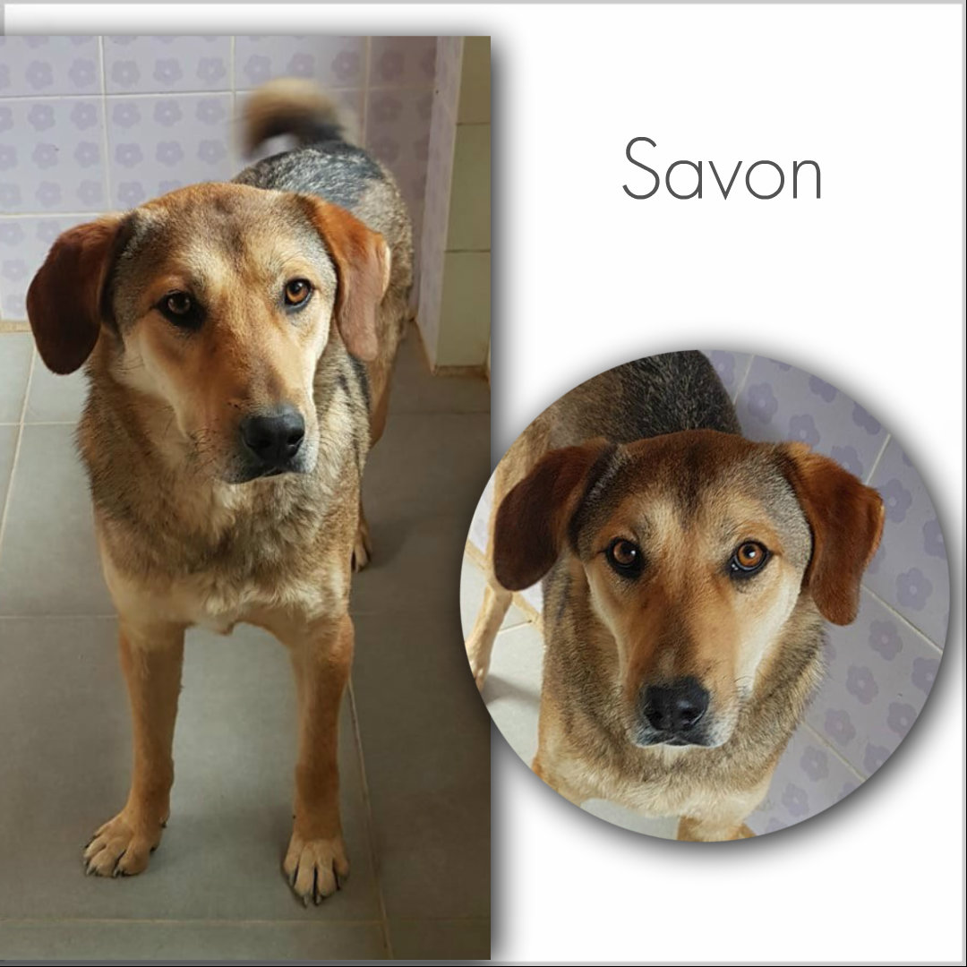 Savon