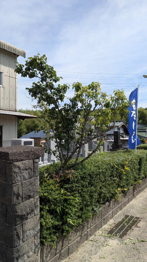 青梅