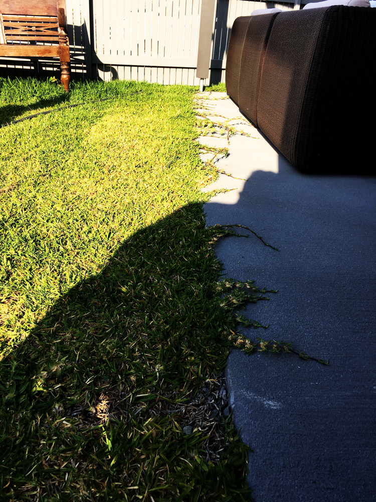 Grass cut with edging 