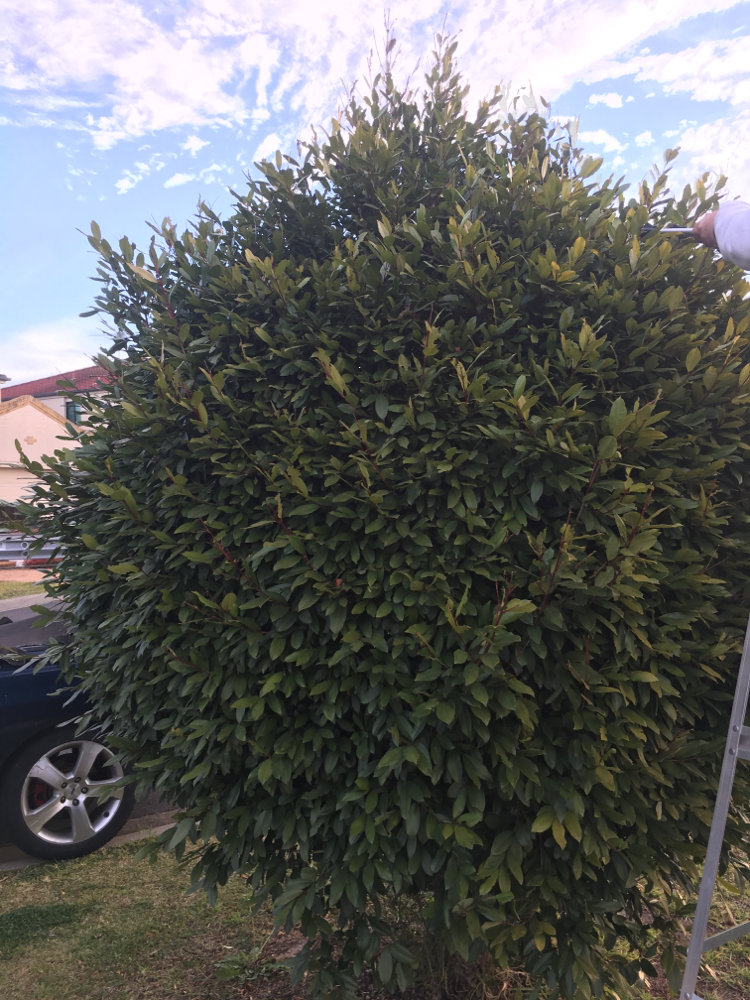 TREE TRIMMING BEFORE