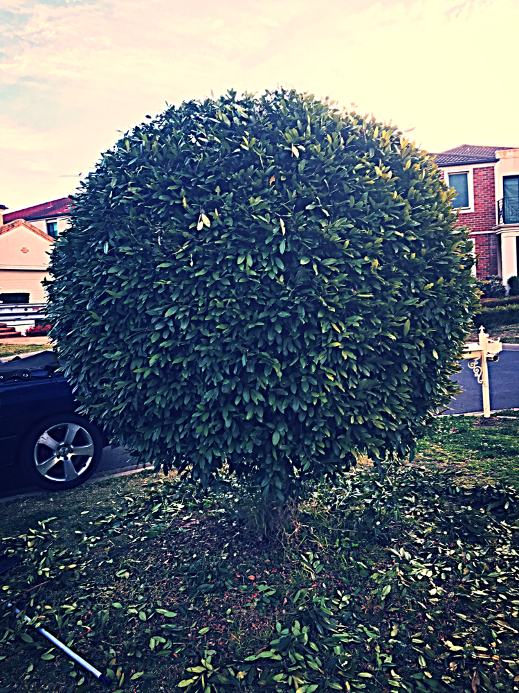 TREE TRIMMING AFTER FINISHE