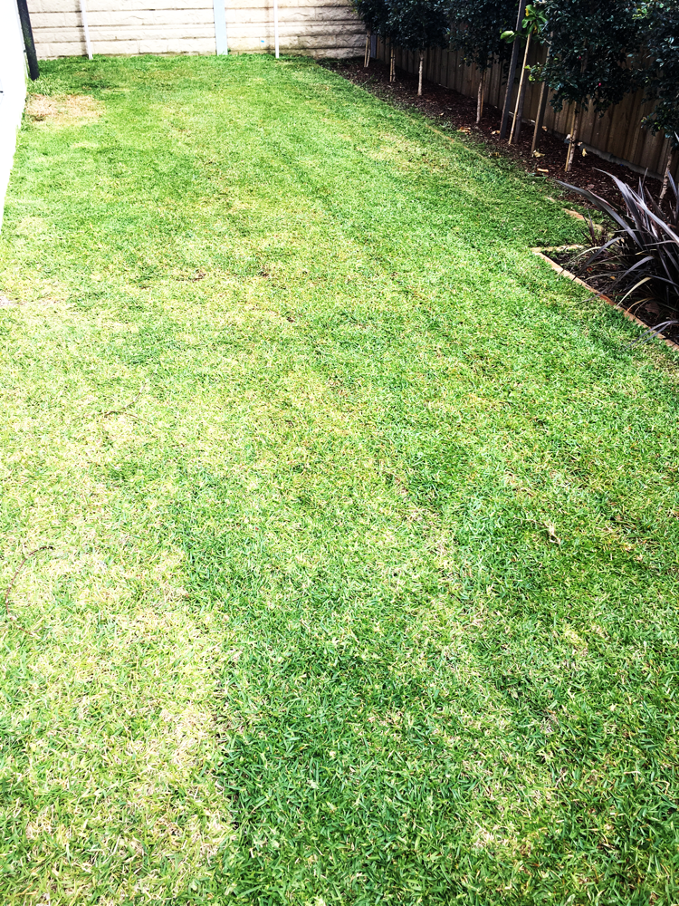 Grass cut after 
