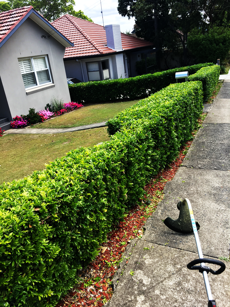 Tree trimming after 
