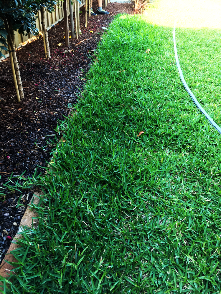 Grass cut before
