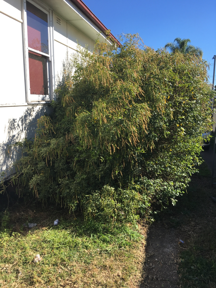 Tree removal before
