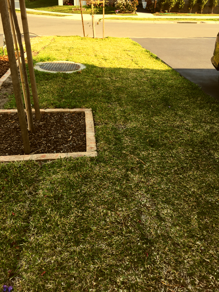 Grass cut before 