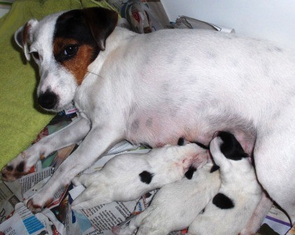 pups met Tinka  ff melk drinken