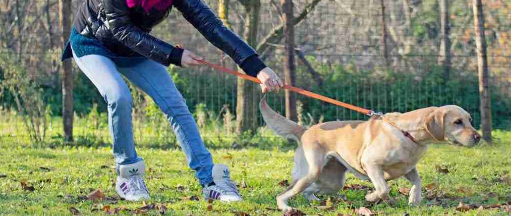 Idée reçue n°3 : Il n'y a qu'en faisant travailler le chien dans la difficulté qu'on progresse