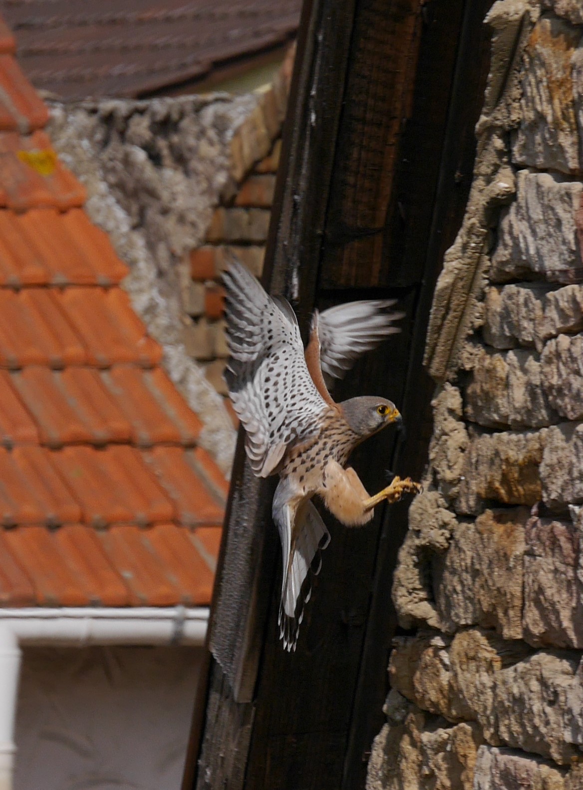 TOP 20: Turmfalken-Männchen im Anflug auf das Nest. Eine spektakuläre Aufnahme von Gisela Reichert aus Armsheim.