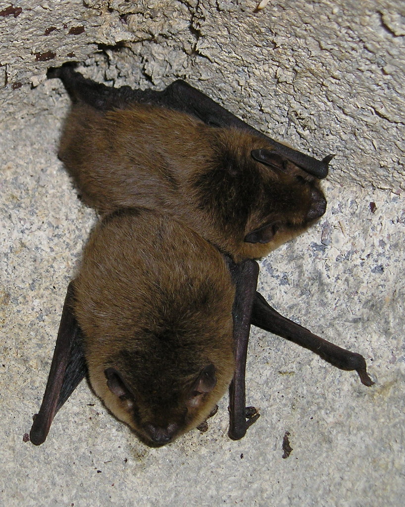 Fledermaus Im Wohnzimmer Was Nun Nabu Regionalstelle