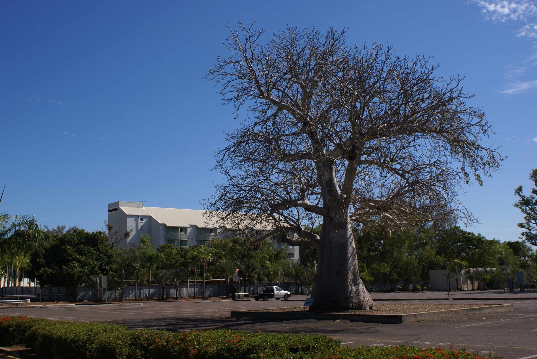 Boab in Darwin, Northern Territory, Australien