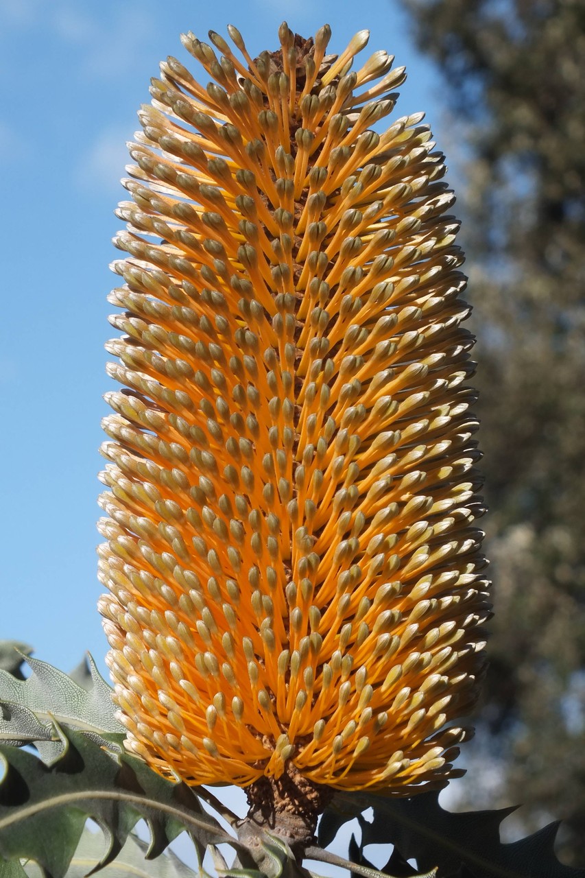 Banksia, WA