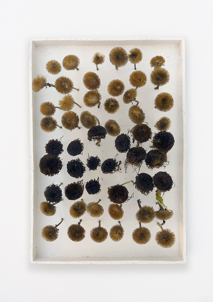 Anfang (25), 2020, Pflanzensamen, Ton, 39 x 27 x 9 cm