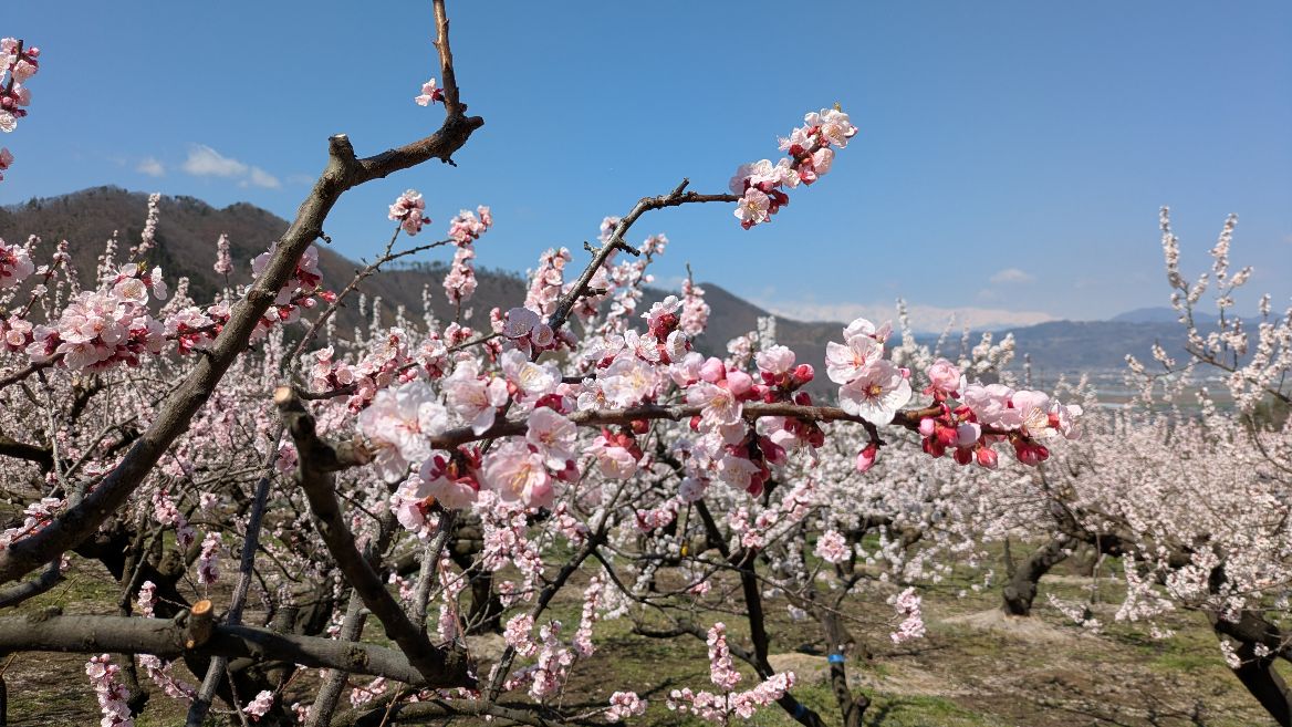 千曲市のあんずのお花も満開です