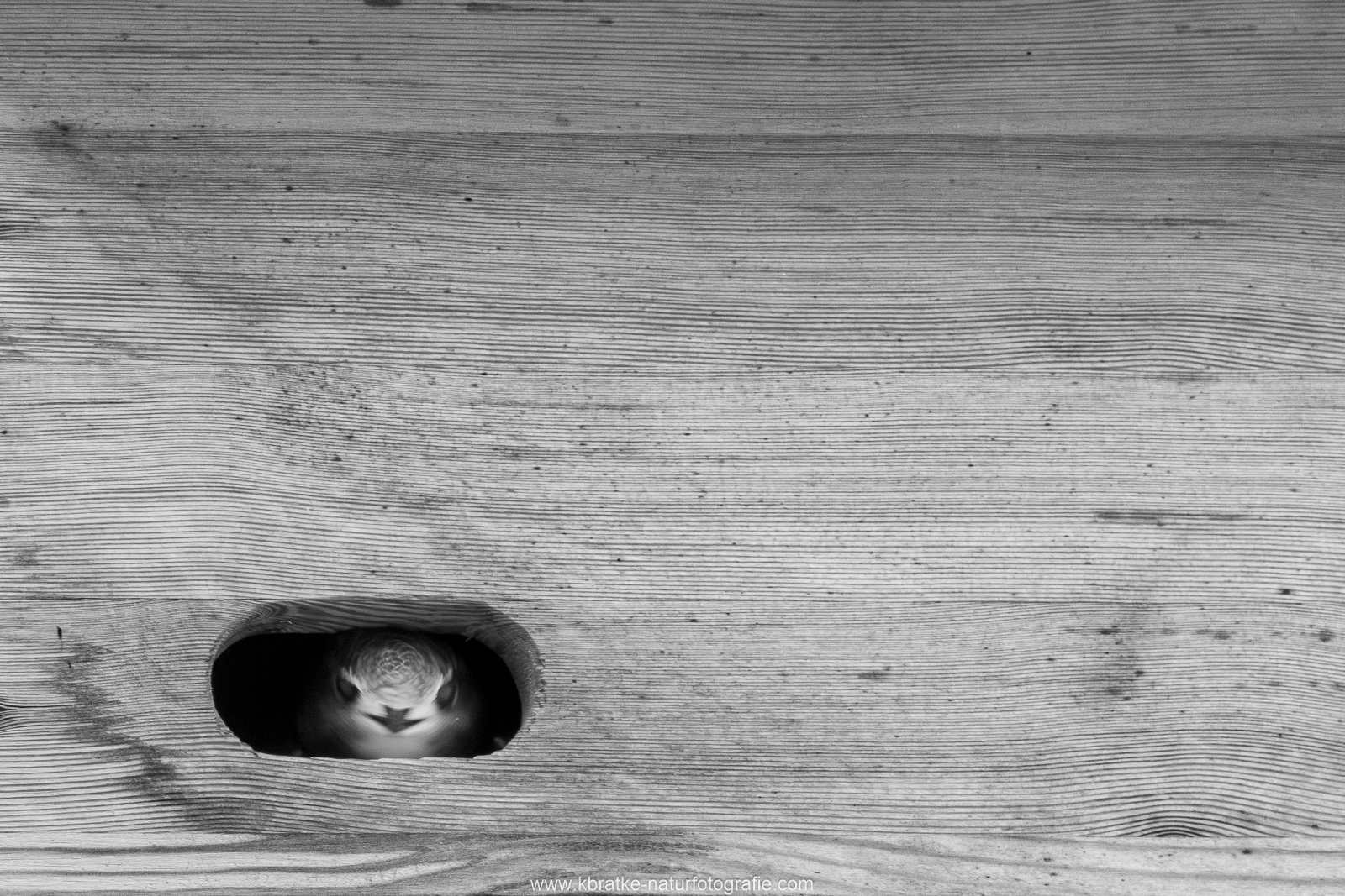 Jungvogel