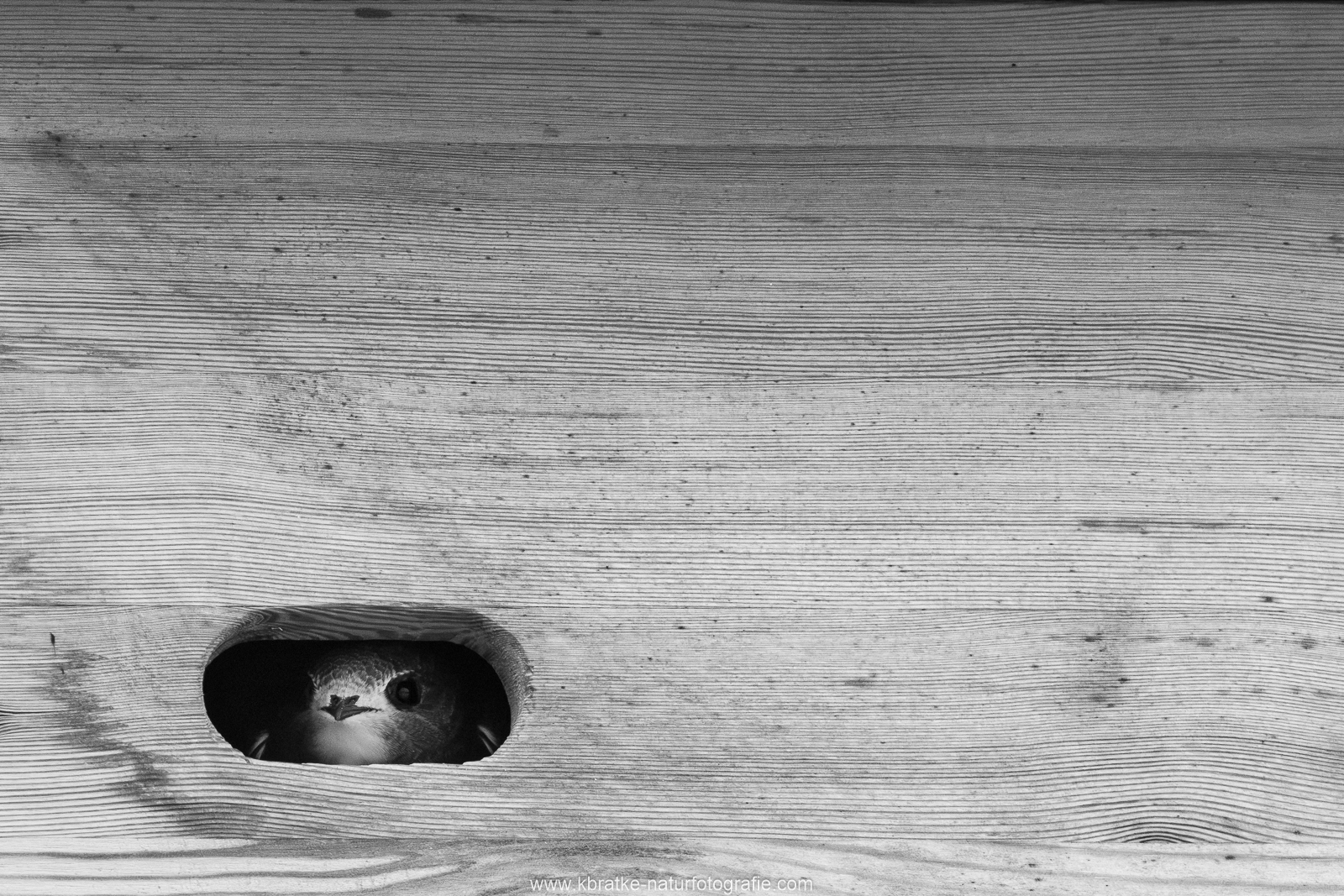 Jungvogel