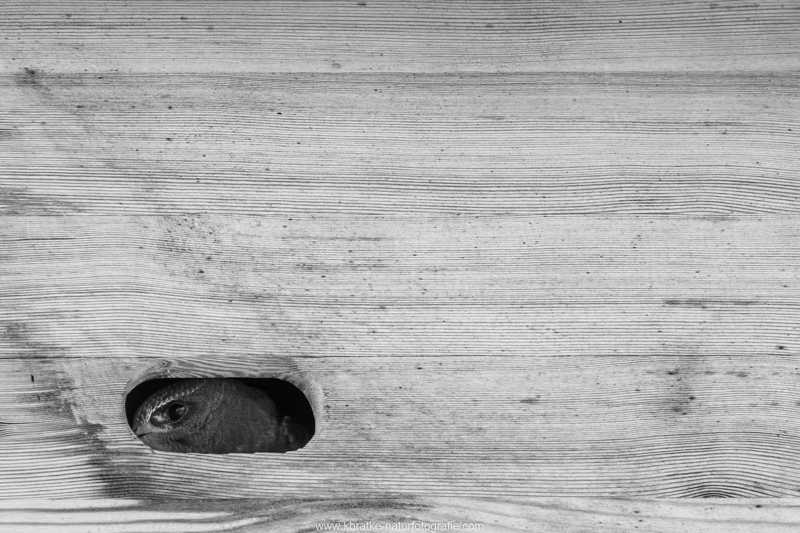 Jungvogel