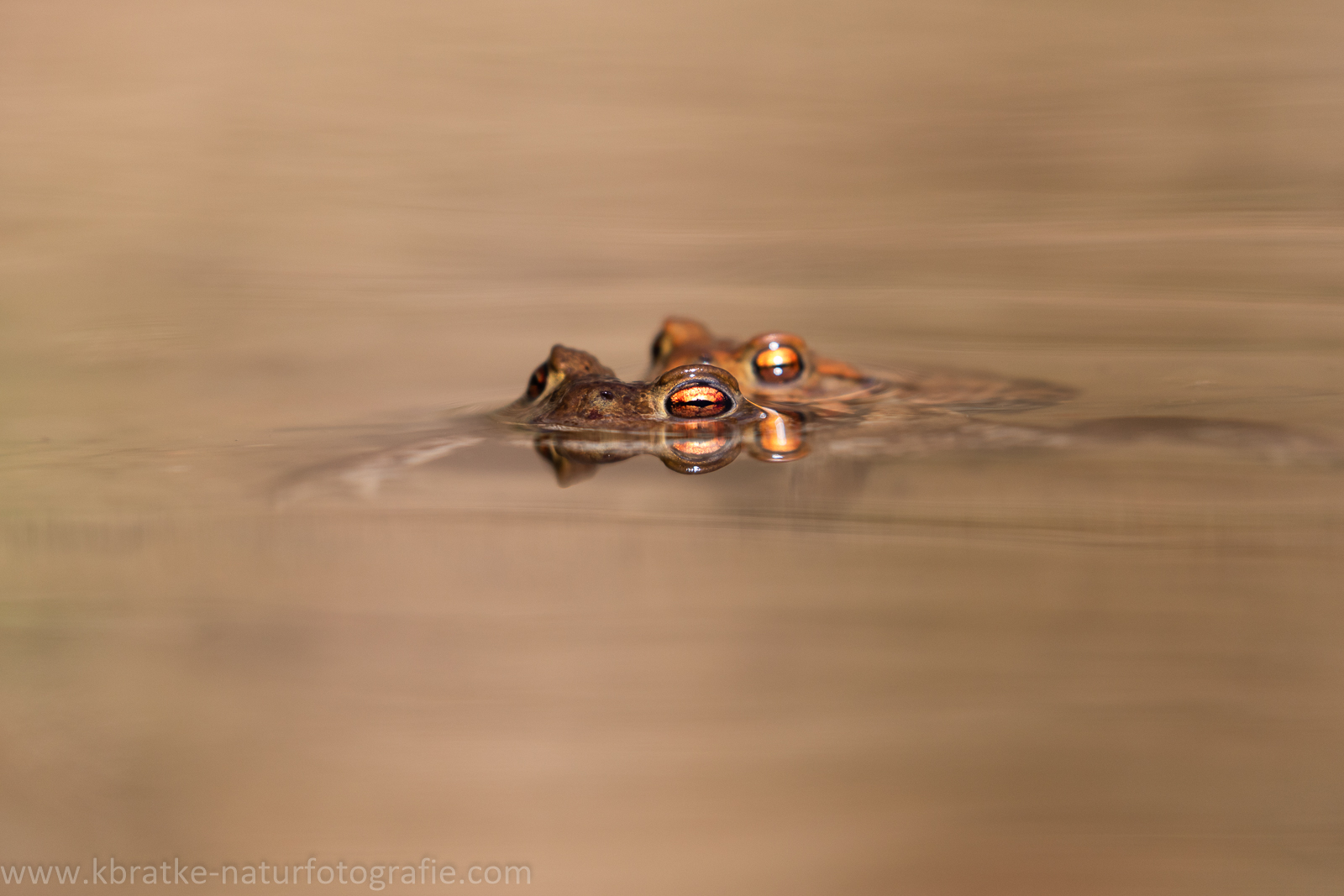 Paar-Schwimmen (Erdkröten)