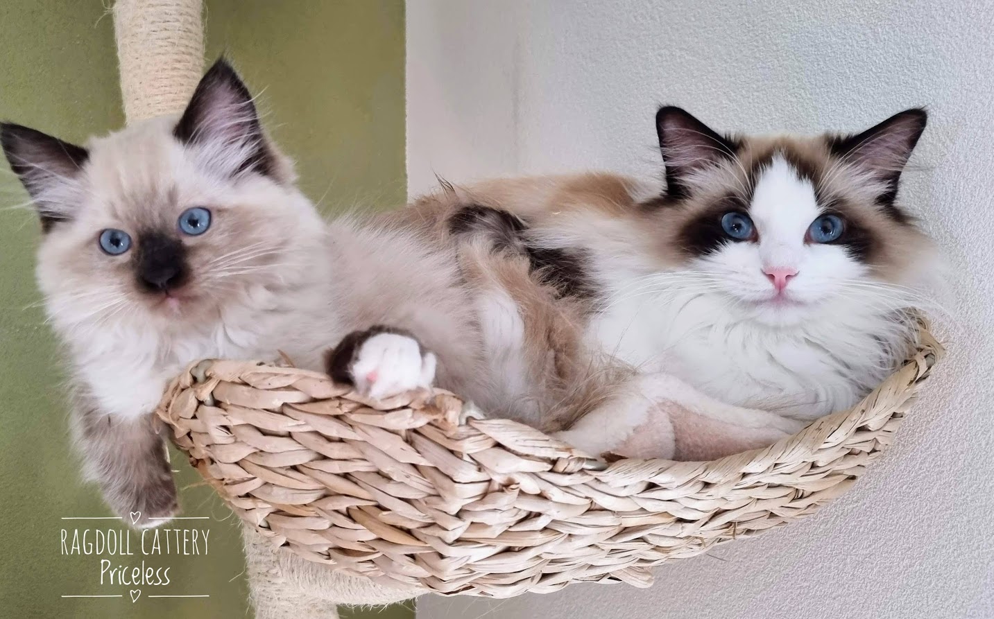 Mijn liefde voor Ragdolls - De website van ragdollcatterypriceless!, image size:1433x893
