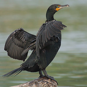 Kormoran, der seine Flügel zum Trocknen ausbreitet