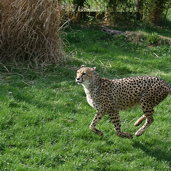 Gepard © Tierwelt Herberstein 