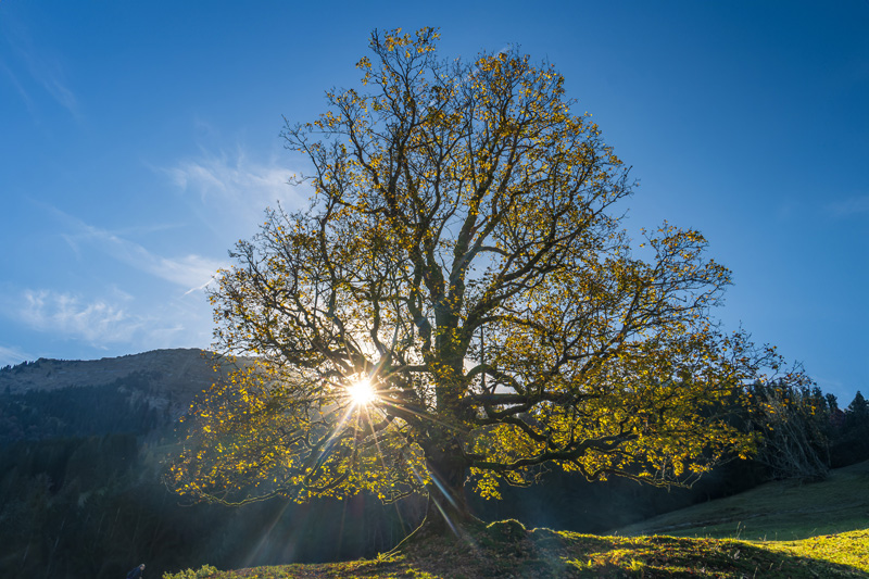 Herbst im Allgäu