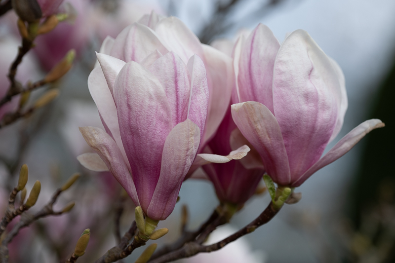 Magnolienblüte in der Wilhelma