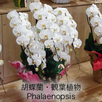 流山・柏で 胡蝶蘭 を贈るなら花・みずの