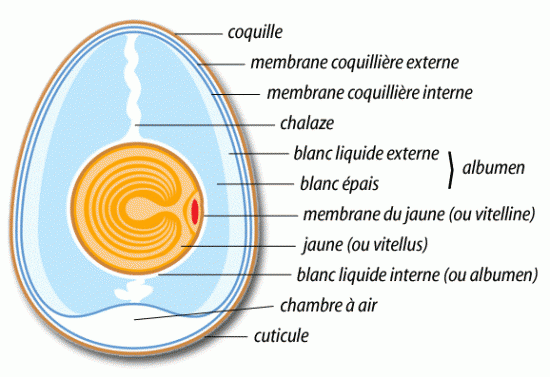Les miracles de la membrane de coquille d'œuf