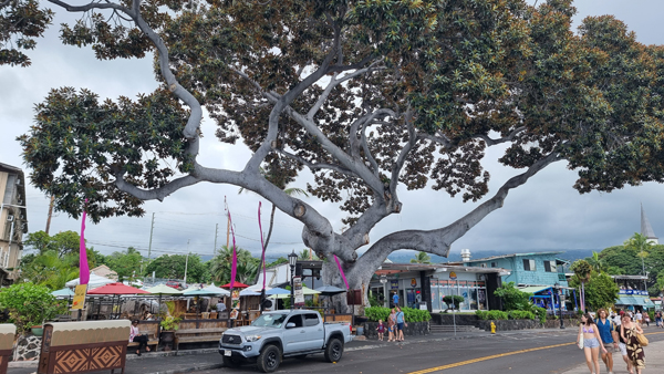 exotischer Baum auf Hawaii