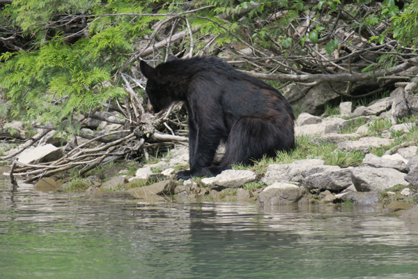 Bär am Ufer eines Bergsees